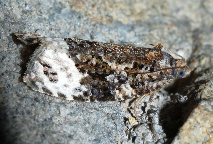 Tortricidae 30
